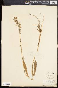 Platanthera lacera image