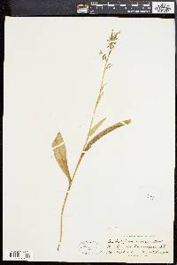 Platanthera lacera image