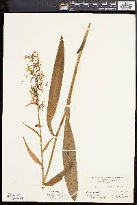 Platanthera lacera image