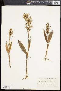 Platanthera lacera image