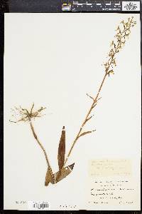 Platanthera lacera image