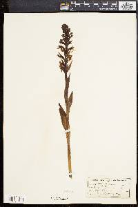 Platanthera lacera image