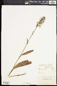 Platanthera lacera image