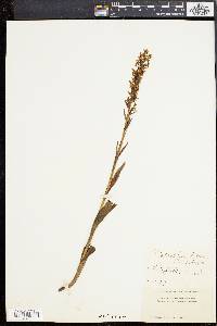 Platanthera lacera image