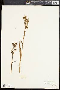 Platanthera lacera image