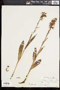 Platanthera lacera image