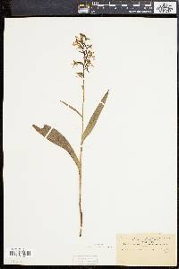 Platanthera lacera image