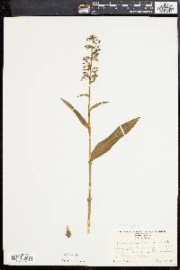 Platanthera lacera image