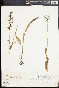 Platanthera lacera image