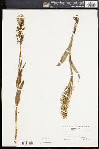 Platanthera lacera image