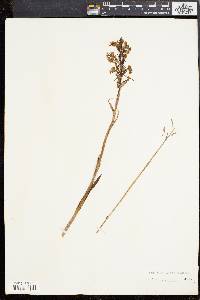 Platanthera lacera image