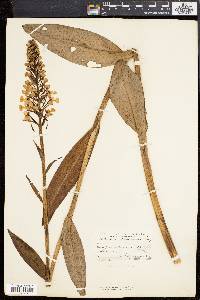 Platanthera peramoena image