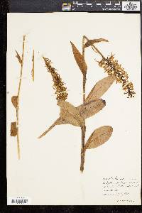 Platanthera psycodes image