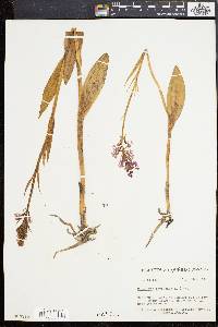 Platanthera psycodes image