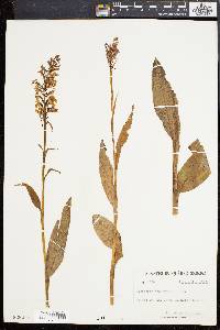 Platanthera psycodes image