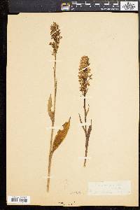 Platanthera psycodes image