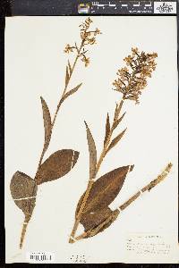 Platanthera psycodes image