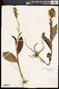 Platanthera psycodes image