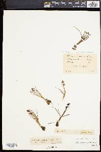 Chamorchis alpina image