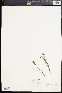 Chamorchis alpina image