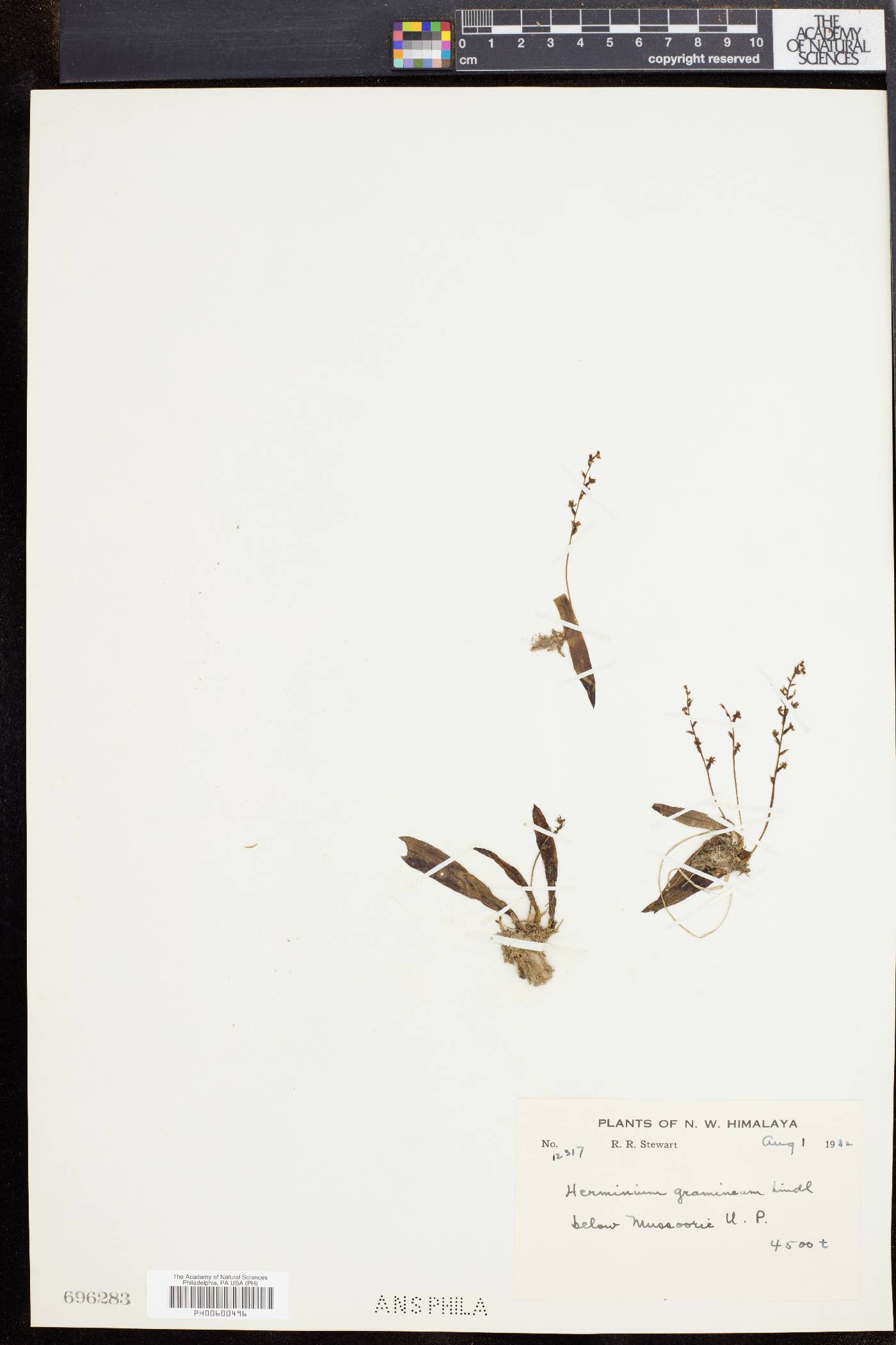 Herminium monophyllum image