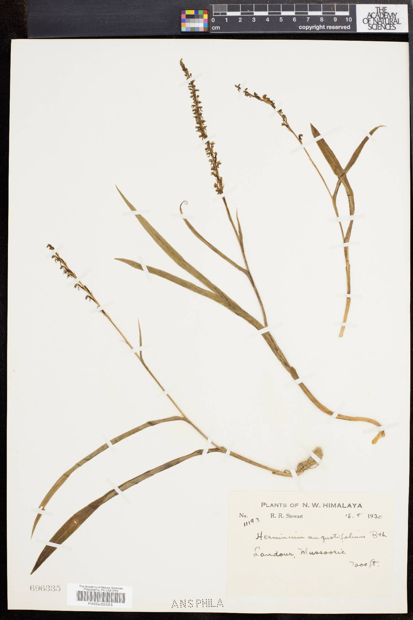 Herminium angustifolium image