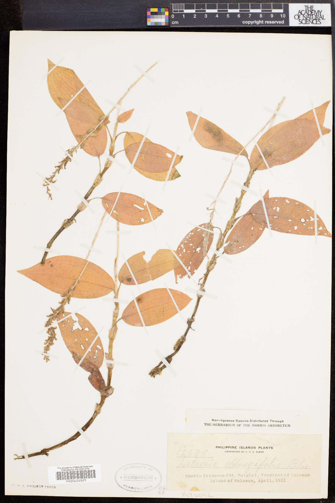 Hetaeria oblongifolia image