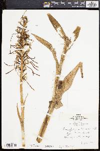 Image of Himantoglossum hircinum