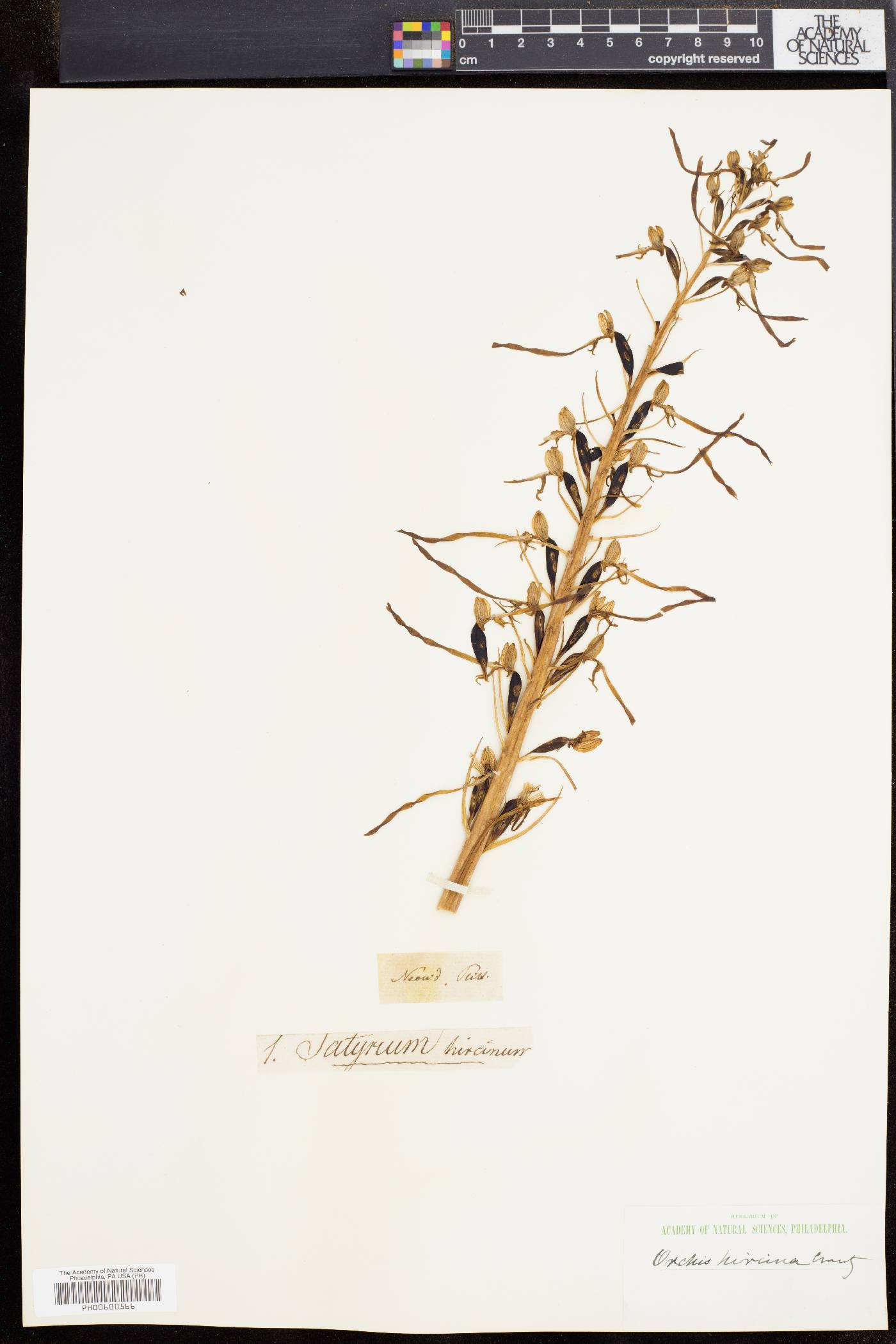 Himantoglossum image