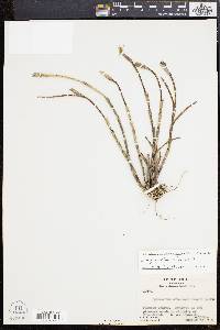 Image of Jacquiniella cobanensis