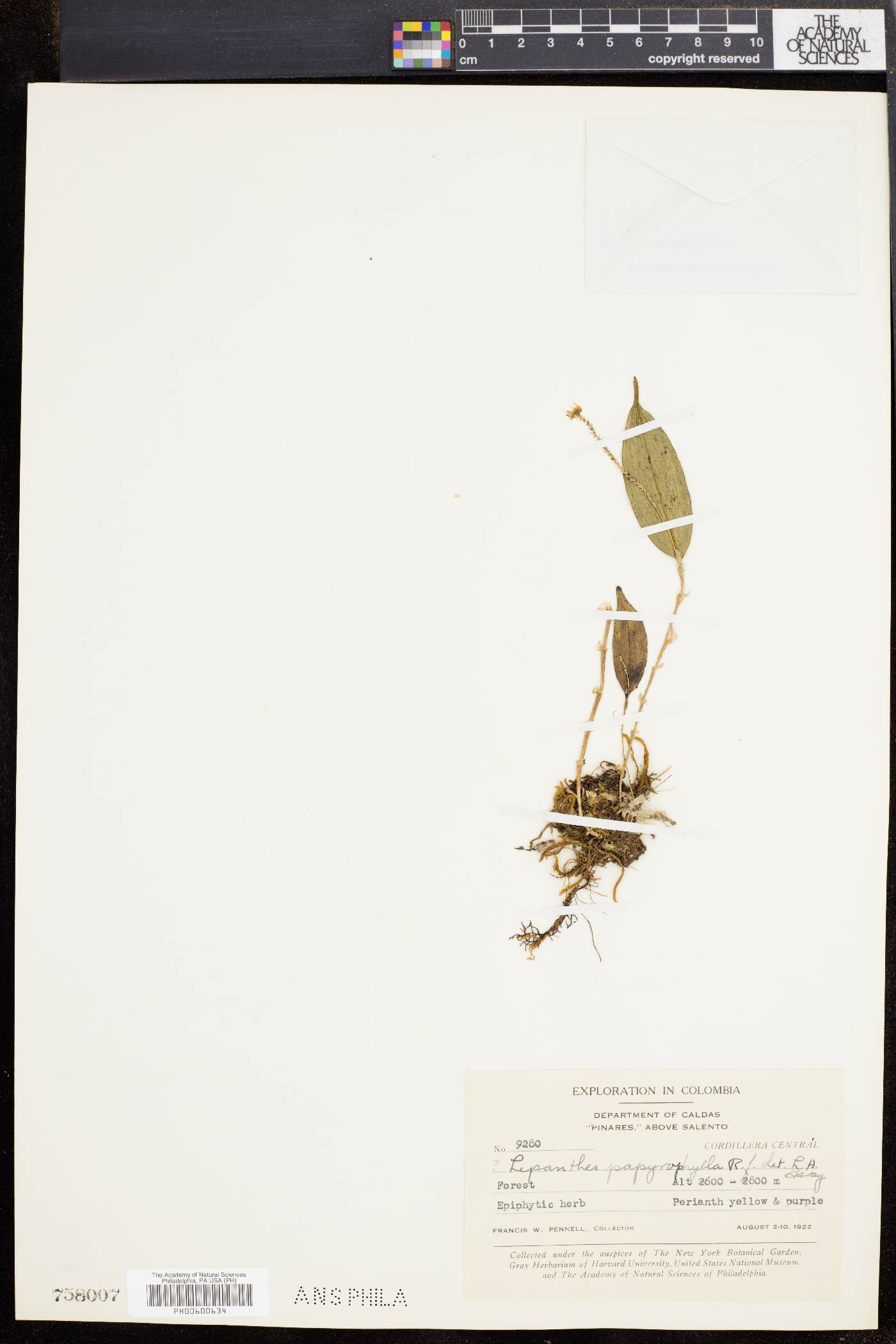 Lepanthes papyrophylla image