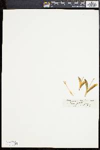Liparis loeselii image