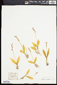Liparis loeselii image