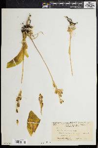 Liparis hawaiensis image