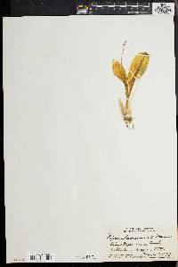 Liparis hawaiensis image
