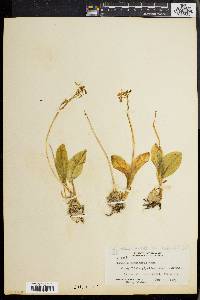 Liparis hawaiensis image