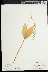 Listera ovata image