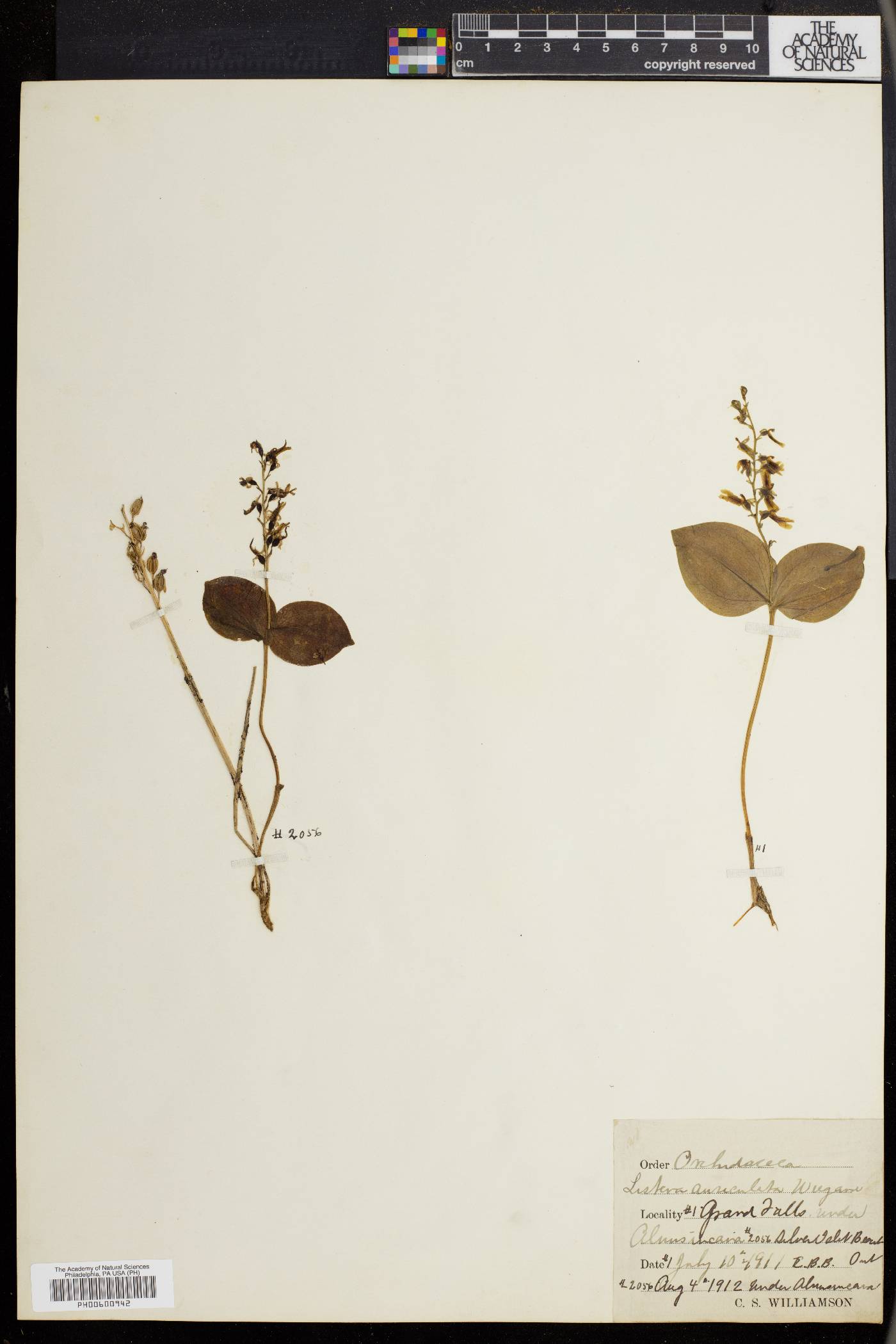 Listera auriculata image