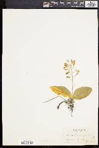 Liparis liliifolia image