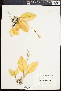 Liparis liliifolia image