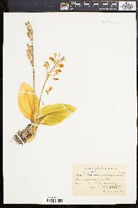 Liparis liliifolia image