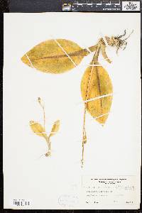 Liparis liliifolia image