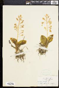 Liparis liliifolia image