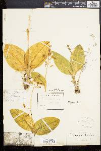 Liparis liliifolia image