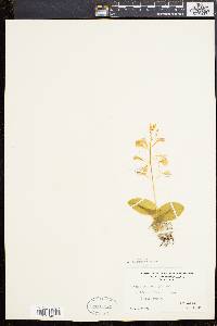 Liparis liliifolia image