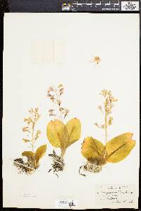 Liparis liliifolia image