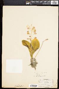 Liparis liliifolia image