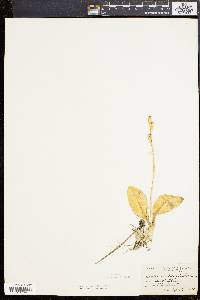 Liparis liliifolia image