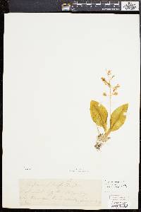 Liparis liliifolia image