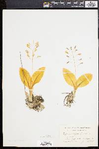 Liparis liliifolia image